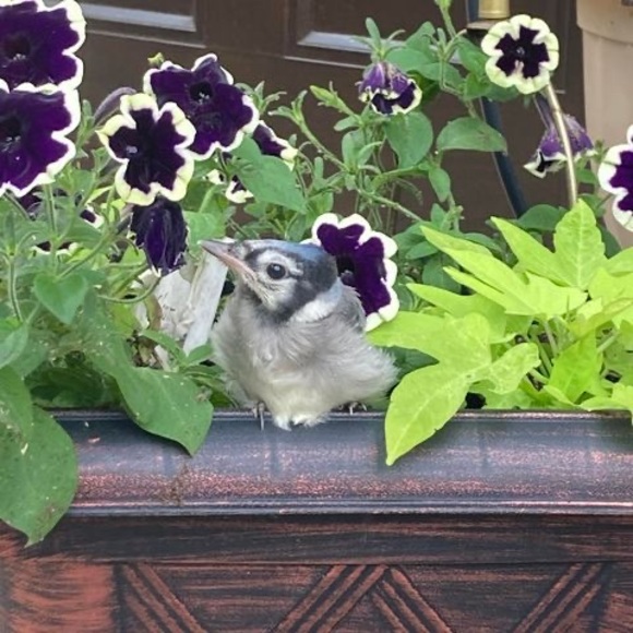 Meet your Posher, Aimee - Picture 1 of 1